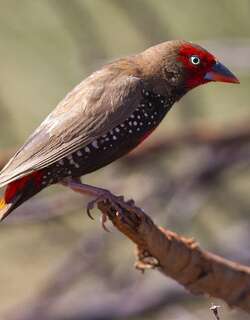 彩火尾雀 / Painted Finch / Emblema pictum