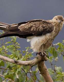 啸鸢 / Whistling Kite / Haliastur sphenurus