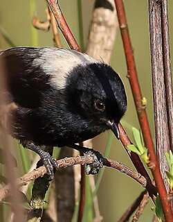 白背黑山雀 / White-backed Black Tit / Melaniparus leuconotus