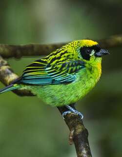 绿金唐加拉雀 / Green-and-gold Tanager / Tangara schrankii