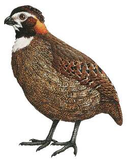 黑顶林鹑 / Tacarcuna Wood Quail / Odontophorus dialeucos