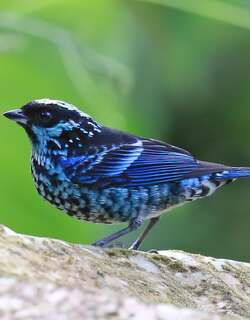 辉斑唐加拉雀 / Beryl-spangled Tanager / Tangara nigroviridis