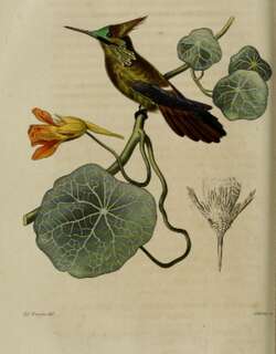 蝴蝶冠蜂鸟 / Butterfly Coquette / Lophornis verreauxii