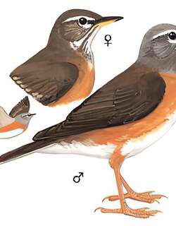 白眉鸫 / Eyebrowed Thrush / Turdus obscurus