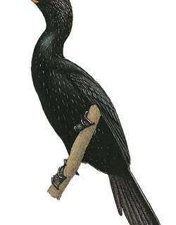 侏鸬鹚 / Pygmy Cormorant / Microcarbo pygmaeus