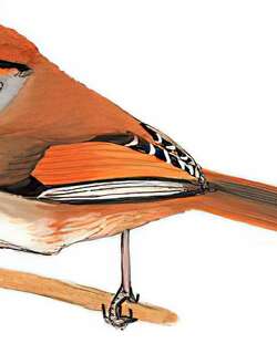 橙额鸦雀 / Black-throated Parrotbill / Suthora nipalensis