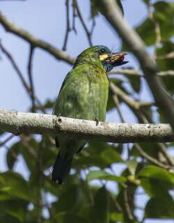 黄耳拟啄木鸟 / Yellow-eared Barbet / Psilopogon australis
