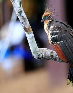 麝雉 / Hoatzin / Opisthocomus hoazin