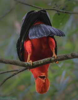 安第斯冠伞鸟 / Andean Cock-of-the-rock / Rupicola peruvianus