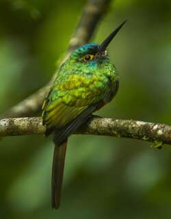 铜胸鹟䴕 / Coppery-chested Jacamar / Galbula pastazae