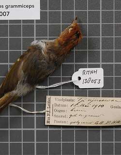 纹顶鹟莺 / Sunda Warbler / Phylloscopus grammiceps