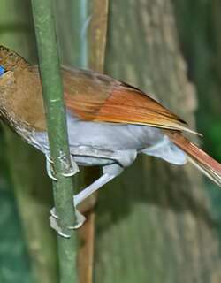 台湾棕噪鹛 / Rusty Laughingthrush / Pterorhinus poecilorhynchus