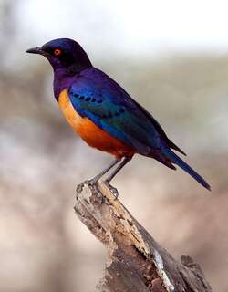 希氏丽椋鸟 / Hildebrandt’s Starling / Lamprotornis hildebrandti