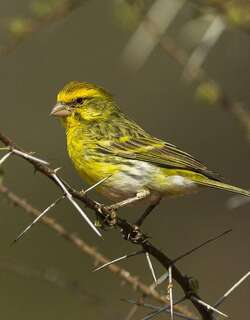 白腹丝雀 / White-bellied Canary / Crithagra dorsostriata
