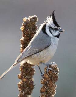 白眉冠山雀 / Bridled Titmouse / Baeolophus wollweberi
