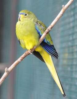 蓝眉鹦鹉 / Elegant Parrot / Neophema elegans