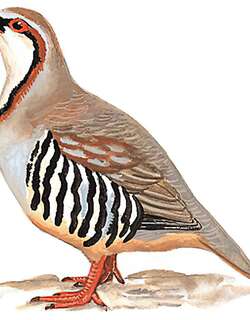 大石鸡 / Przevalski’s Partridge / Alectoris magna