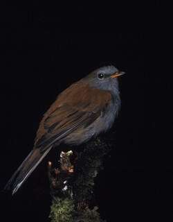 拉美孤鸫 / Andean Solitaire / Myadestes ralloides