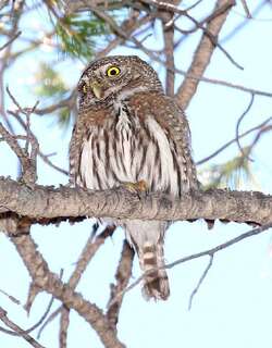 北美鸺鹠 / Northern Pygmy Owl / Glaucidium californicum