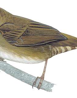 西喜山短翅莺 / West Himalayan Bush Warbler / Locustella kashmirensis
