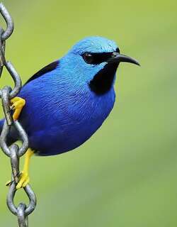 辉旋蜜雀 / Shining Honeycreeper / Cyanerpes lucidus