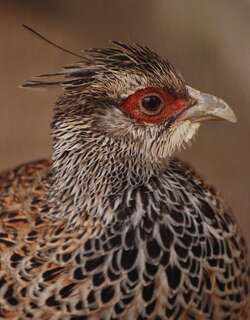 彩雉 / Cheer Pheasant / Catreus wallichii