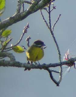 白须薮雀 / Moustached Brushfinch / Atlapetes albofrenatus