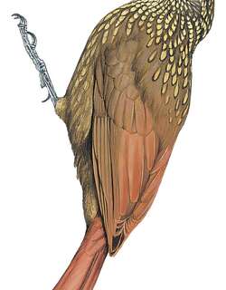 斯氏䴕雀 / Spix’s Woodcreeper / Xiphorhynchus spixii
