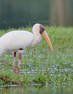 白鹮鹳 / Milky Stork / Mycteria cinerea