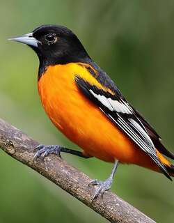 橙腹拟鹂 / Baltimore Oriole / Icterus galbula