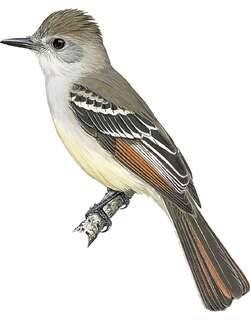 灰喉蝇霸鹟 / Ash-throated Flycatcher / Myiarchus cinerascens