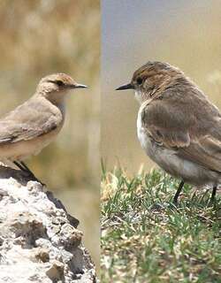 黑翅掘穴雀 / Dark-winged Miner / Geositta saxicolina