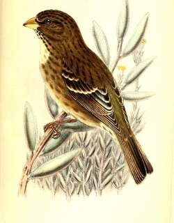 白翅丝雀 / Protea Canary / Crithagra leucoptera
