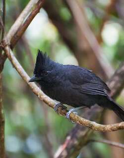 须蚁鵙 / Tufted Antshrike / Mackenziaena severa