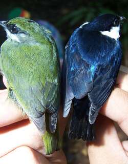 中美白皱领娇鹟 / White-ruffed Manakin / Corapipo altera