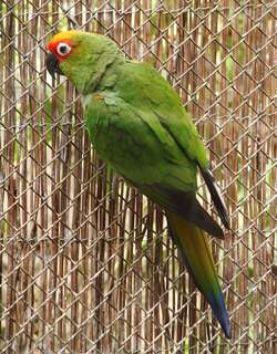 金帽鹦哥 / Golden-capped Parakeet / Aratinga auricapillus