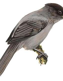 黑头噪鸦 / Sichuan Jay / Perisoreus internigrans