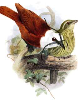 肉垂钟伞鸟 / Three-wattled Bellbird / Procnias tricarunculatus
