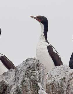 史都华岛鸬鹚 / Foveaux Shag / Leucocarbo stewarti