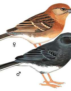 蓝鹀 / Slaty Bunting / Emberiza siemsseni