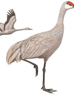 沙丘鹤 / Sandhill Crane / Antigone canadensis