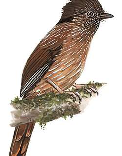 条纹噪鹛 / Striated Laughingthrush / Grammatoptila striata