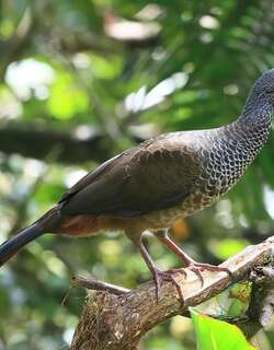 哥伦比亚小冠雉 / Colombian Chachalaca / Ortalis columbiana