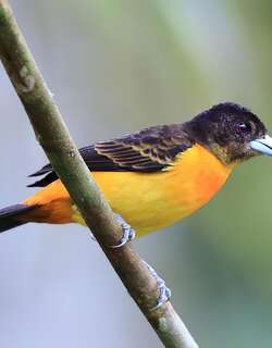 火腰厚嘴唐纳雀 / Flame-rumped Tanager / Ramphocelus flammigerus