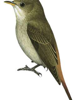 栗尾姬鹟 / Rusty-tailed Flycatcher / Ficedula ruficauda