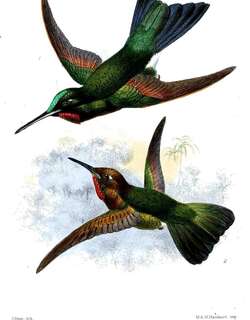 棕甲辉蜂鸟 / Rufous-webbed Brilliant / Heliodoxa branickii