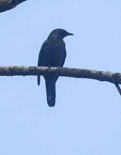 哈岛鹃鵙 / Halmahera Cuckooshrike / Edolisoma parvulum