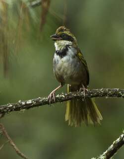领唧鹀 / Collared Towhee / Pipilo ocai