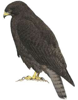 美洲棕尾鵟 / Rufous-tailed Hawk / Buteo ventralis