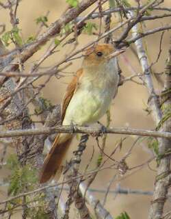 灰喉卡西霸鹟 / Ash-throated Casiornis / Casiornis fuscus